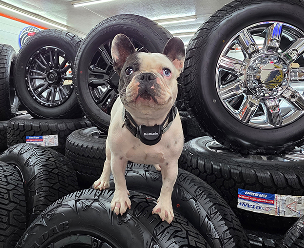 shop dog