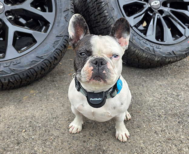 shop dog